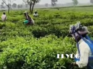 tea garden: ত্রিপাক্ষিক বৈঠকের পর খুলে গেলো চা বাগান