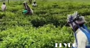 tea garden: ত্রিপাক্ষিক বৈঠকের পর খুলে গেলো চা বাগান