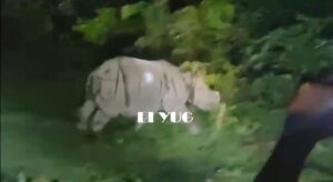 Rhinoceros: কোচবিহার পাতলাখাওয়া থেকে উদ্ধার দুটি গন্ডার  