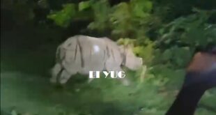 Rhinoceros: কোচবিহার পাতলাখাওয়া থেকে উদ্ধার দুটি গন্ডার