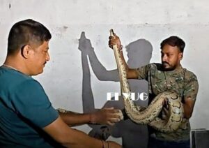 Python : শিলিগুড়ির একটি কারখানার ঘর থেকে উদ্ধার দশ ফুট লম্বা অজগর সাপ 