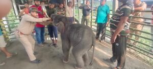 Elephants: বন কর্মীদের যত্নে সুস্থ হচ্ছে বন্যার কবল থেকে  উদ্ধার করা পনেরো দিন বয়সী হস্তী শাবক