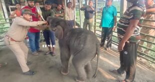 Elephants: বন কর্মীদের যত্নে সুস্থ হচ্ছে বন্যার কবল থেকে উদ্ধার করা পনেরো দিন বয়সী হস্তী শাবক