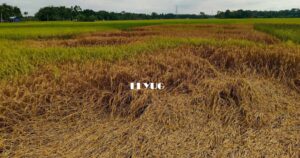 Alipurduar: শোষক পোকার হানায় নষ্ট বিঘার পর বিঘা জমির আমন ধান, সরকারি ক্ষতিপূরনের দাবি কৃষকদের