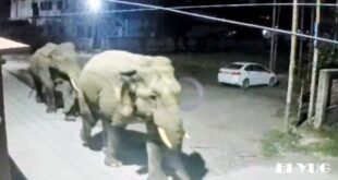 Elephants: বন থেকে বেরিয়ে সাংসদের বাড়ির সামনে দিয়ে প্রাতঃভ্রমন সারলো দুটি হাতি