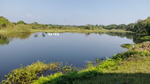 Alipurduar: ডিসেম্বরের শুরুতেই বড় বিলে দেখা যাবে পরিযায়ী পাখিদের 