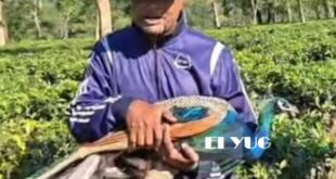 peacock: উদ্ধার জখম ময়ূর