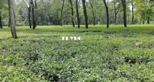 Alipurduar: মৃদু ভূমিকম্প অনুভূত হলো আলিপুরদুয়ারে