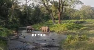 Rhinoceros: জলদাপাড়া জাতীয় উদ্যানে দুই গন্ডারের শক্তি প্রদর্শন