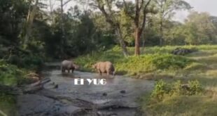 Rhinoceros: জলদাপাড়া জাতীয় উদ্যানে দুই গন্ডারের শক্তি প্রদর্শন