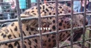 leopard: সাতদিনের ব্যবধানে বন দপ্তরের পাতা খাঁচায় বন্দী দুটি চিতাবাঘ, চাপা আতঙ্ক এলাকায়