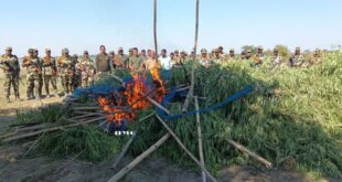 CoochBehar: প্রচুর অবৈধ গাঁজা চাষ নষ্ট করলো পুলিশ ও বিএসএফ