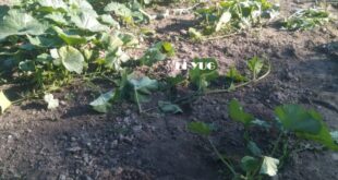 Alipurduar: এক পাল হাতির তাণ্ডব ,ক্ষতির পরিমাণ কয়েক লক্ষ টাকা মহাকালগুড়িতে