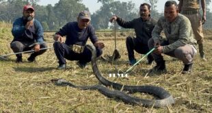 king cobra: বাঁশঝাড় থেকে ১২ ফুট কিং কোবরা উদ্ধার