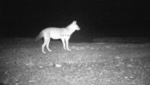 Wild dog: পাহাড় থেকে নেমে আসা বন্য কুকুরের দেখা মিলল 