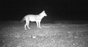 Wild dog: পাহাড় থেকে নেমে আসা বন্য কুকুরের দেখা মিলল