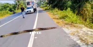 Python : জাতীয় সড়কে যান বাহন দাঁড়িয়ে অজগরকে রাস্তা অতিক্রম করতে সহায়তা যান চালকদের 