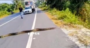 Python : জাতীয় সড়কে যান বাহন দাঁড়িয়ে অজগরকে রাস্তা অতিক্রম করতে সহায়তা যান চালকদের