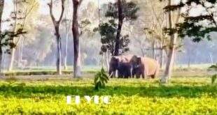 Elephants: রাজগঞ্জ ব্লকের বেলাকোবায় সাত সকালে জোড়া হাতির হানায় আতঙ্ক এলাকায়