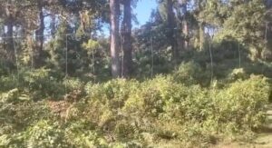 Alipurduar: চিলাপাতায় সংস্কার করা হলো ফ্যান্সিং লাইন 