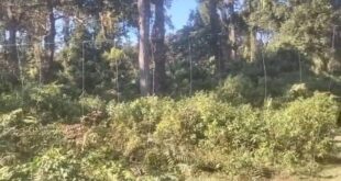 Alipurduar: চিলাপাতায় সংস্কার করা হলো ফ্যান্সিং লাইন