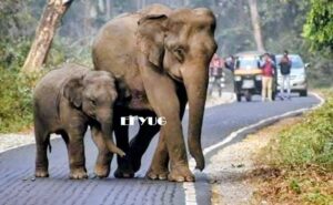 Elephant: বন থেকে শাবক সহ দিনের বেলা বেরিয়ে এলো হাতি, রাস্তায় দাঁড়িয়ে গেলো যানবাহন 