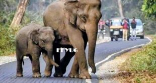 Elephant: বন থেকে শাবক সহ দিনের বেলা বেরিয়ে এলো হাতি, রাস্তায় দাঁড়িয়ে গেলো যানবাহন