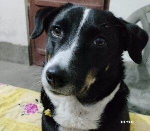 DOG: সুপ্রিম কোর্টের নির্দেশ ,আলিপুরদুয়ারে বসছে পথকুকুর আশ্রয়কেন্দ্র