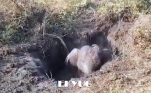 elephant: বন কর্মীদের চেষ্টায় উদ্ধার চা বাগানের পরিত্যক্ত কূয়োতে পড়া হাতি 