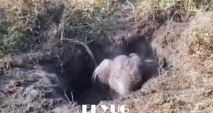 elephant: বন কর্মীদের চেষ্টায় উদ্ধার চা বাগানের পরিত্যক্ত কূয়োতে পড়া হাতি