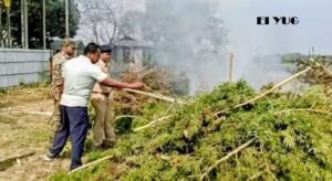Alipurduar: পুলিশী অভিযানে ধ্বংস করা হলো শতাধিক গাঁজা গাছ 