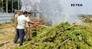 Alipurduar: পুলিশী অভিযানে ধ্বংস করা হলো শতাধিক গাঁজা গাছ