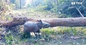 Rhino: জলদাপাড়া জাতীয় উদ্যানে নববর্ষের উপহার গন্ডার শাবক