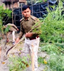 Alipurduar: অবৈধভাবে চাষ করা গাঁজা গাছ নষ্ট করলো পুলিশ