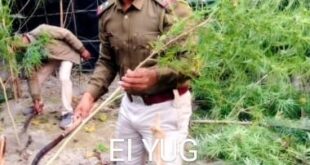 Alipurduar: অবৈধভাবে চাষ করা গাঁজা গাছ নষ্ট করলো পুলিশ