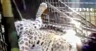 leopard: ঘুমপাড়ানি গুলিতে কাবু করে ধরা হলো বারোবিশা বটতলা কালীমাঠ এলাকায় আতঙ্ক ছড়ানো চিতাবাঘটি কে