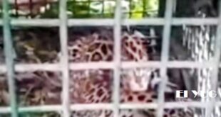 Leopard: কলাবাড়ি চা বাগানে বন দপ্তরের পাতা খাঁচায় বন্দী চিতাবাঘ