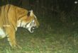 Royal Bengal tiger: বক্সার জঙ্গলে রয়েল বেঙ্গল টাইগার দেখা গেল