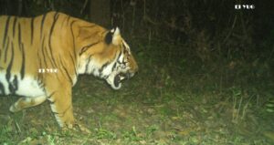Royal Bengal tiger: বক্সার জঙ্গলে রয়েল বেঙ্গল টাইগার দেখা গেল 