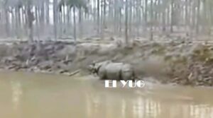 rhino: ঘন কুয়াশায় পথ ভুলে জঙ্গল থেকে লোকালয়ে চলে এলো গন্ডার, আতঙ্ক এলাকায়