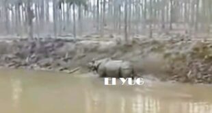 rhino: ঘন কুয়াশায় পথ ভুলে জঙ্গল থেকে লোকালয়ে চলে এলো গন্ডার, আতঙ্ক এলাকায়