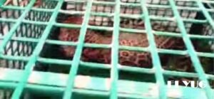 Leopard: সাঁতালি চা বাগানে বন দপ্তরের পাতা খাঁচায় বন্দী হলো চিতাবাঘ