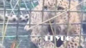 Leopard: বন দপ্তরের পাতা খাঁচায় বন্দী হলো একটি চিতাবাঘ ,আতঙ্কমুক্ত এলাকাবাসী