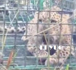 Leopard: বন দপ্তরের পাতা খাঁচায় বন্দী হলো একটি চিতাবাঘ ,আতঙ্কমুক্ত এলাকাবাসী 