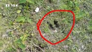 Bison: বাইসনের পায়ের ছাপে আতঙ্ক এলাকায়