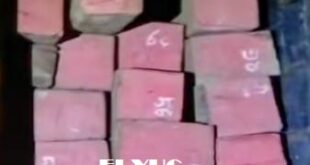 Alipurduar: বন কর্মীদের অভিযানে উদ্ধার বার্মা টিক ,বাজেয়াপ্ত ট্রাক সহ কাঠ