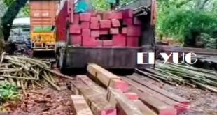 Alipurduar: বন কর্মীদের অভিযানে ভেস্তে গেলো বাঁশের আড়ালে বহুমূল্য বার্মিজ সেগুন কাঠ পাচারের ছক