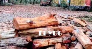 Alipurduar: অসম থেকে পাচারের পথে উদ্ধার তিন টন খয়ের কাঠ