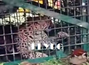 Leopard: চা বাগানে বন দপ্তরের পাতা খাঁচায় বন্দী চিতাবাঘ 