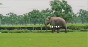 Elephant: ভোটকেন্দ্র পরিদর্শনে জঙ্গল থেকে বেরিয়ে আসা দাঁতাল
